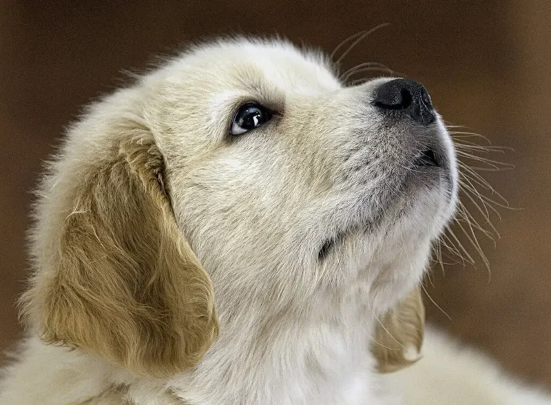 Help Puppies by Paying for Veterinarian Services